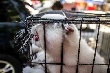 Odessa, Ukrayna, 21 Temmuz 2024 Starokonny pazarında çok çeşitli kediler satıldı. Bu pazar, dünyanın dört bir yanından gelen kedi türleri de dahil olmak üzere hayvan satışlarıyla ünlüdür..