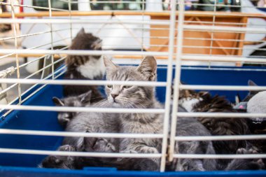 Odessa, Ukrayna, 21 Temmuz 2024 Starokonny pazarında çok çeşitli kediler satıldı. Bu pazar, dünyanın dört bir yanından gelen kedi türleri de dahil olmak üzere hayvan satışlarıyla ünlüdür..