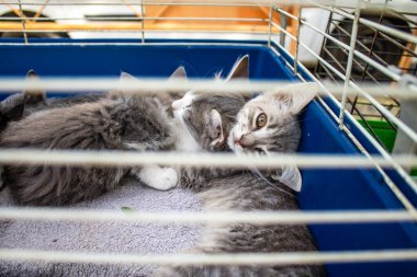 Odessa, Ukrayna, 21 Temmuz 2024 Starokonny pazarında çok çeşitli kediler satıldı. Bu pazar, dünyanın dört bir yanından gelen kedi türleri de dahil olmak üzere hayvan satışlarıyla ünlüdür..