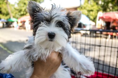 Odessa, Ukrayna, 21 Temmuz 2024 Starokonny pazarında çok çeşitli köpekler satıldı. Bu pazar, dünyanın dört bir yanından gelen köpek türleri de dahil olmak üzere hayvan satışlarıyla ünlüdür..