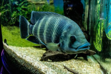 Odessa, Ukrayna, 19 Temmuz 2024 Modern Odessa Akvaryumu, dünyanın birçok okyanusundan çok çeşitli deniz türleri ve su canlıları ile birlikte. Rusya 'yla olan savaşa rağmen insanlar onu ziyarete geliyor..