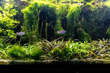 Odessa, Ukrayna, 19 Temmuz 2024 Modern Odessa Akvaryumu, dünyanın birçok okyanusundan çok çeşitli deniz türleri ve su canlıları ile birlikte. Rusya 'yla olan savaşa rağmen insanlar onu ziyarete geliyor..