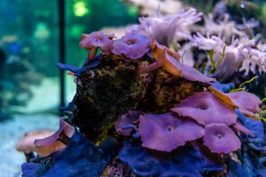 Odessa, Ukrayna, 19 Temmuz 2024 Modern Odessa Akvaryumu, dünyanın birçok okyanusundan çok çeşitli deniz türleri ve su canlıları ile birlikte. Rusya 'yla olan savaşa rağmen insanlar onu ziyarete geliyor..