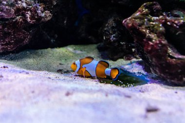 Odessa, Ukrayna, 19 Temmuz 2024 Modern Odessa Akvaryumu, dünyanın birçok okyanusundan çok çeşitli deniz türleri ve su canlıları ile birlikte. Rusya 'yla olan savaşa rağmen insanlar onu ziyarete geliyor..