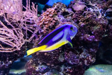 Odessa, Ukrayna, 19 Temmuz 2024 Modern Odessa Akvaryumu, dünyanın birçok okyanusundan çok çeşitli deniz türleri ve su canlıları ile birlikte. Rusya 'yla olan savaşa rağmen insanlar onu ziyarete geliyor..