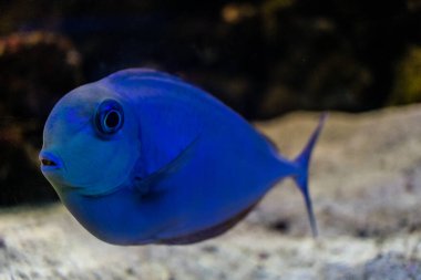 Odessa, Ukrayna, 19 Temmuz 2024 Modern Odessa Akvaryumu, dünyanın birçok okyanusundan çok çeşitli deniz türleri ve su canlıları ile birlikte. Rusya 'yla olan savaşa rağmen insanlar onu ziyarete geliyor..