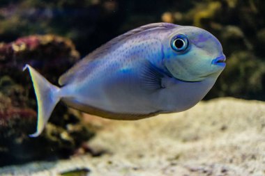 Odessa, Ukrayna, 19 Temmuz 2024 Modern Odessa Akvaryumu, dünyanın birçok okyanusundan çok çeşitli deniz türleri ve su canlıları ile birlikte. Rusya 'yla olan savaşa rağmen insanlar onu ziyarete geliyor..