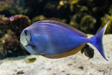 Odessa, Ukrayna, 19 Temmuz 2024 Modern Odessa Akvaryumu, dünyanın birçok okyanusundan çok çeşitli deniz türleri ve su canlıları ile birlikte. Rusya 'yla olan savaşa rağmen insanlar onu ziyarete geliyor..