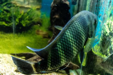 Odessa, Ukrayna, 19 Temmuz 2024 Modern Odessa Akvaryumu, dünyanın birçok okyanusundan çok çeşitli deniz türleri ve su canlıları ile birlikte. Rusya 'yla olan savaşa rağmen insanlar onu ziyarete geliyor..