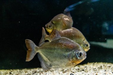 Odessa, Ukrayna, 19 Temmuz 2024 Modern Odessa Akvaryumu, dünyanın birçok okyanusundan çok çeşitli deniz türleri ve su canlıları ile birlikte. Rusya 'yla olan savaşa rağmen insanlar onu ziyarete geliyor..