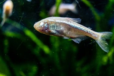 Odessa, Ukrayna, 19 Temmuz 2024 Modern Odessa Akvaryumu, dünyanın birçok okyanusundan çok çeşitli deniz türleri ve su canlıları ile birlikte. Rusya 'yla olan savaşa rağmen insanlar onu ziyarete geliyor..