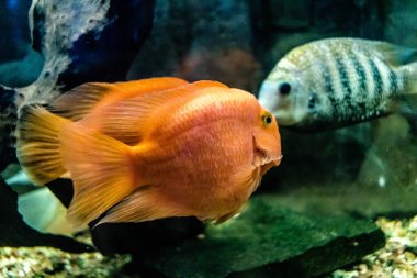 Odessa, Ukrayna, 19 Temmuz 2024 Modern Odessa Akvaryumu, dünyanın birçok okyanusundan çok çeşitli deniz türleri ve su canlıları ile birlikte. Rusya 'yla olan savaşa rağmen insanlar onu ziyarete geliyor..