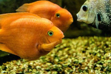 Odessa, Ukrayna, 19 Temmuz 2024 Modern Odessa Akvaryumu, dünyanın birçok okyanusundan çok çeşitli deniz türleri ve su canlıları ile birlikte. Rusya 'yla olan savaşa rağmen insanlar onu ziyarete geliyor..