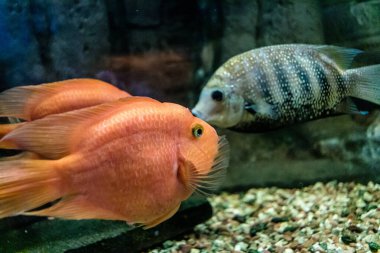 Odessa, Ukrayna, 19 Temmuz 2024 Modern Odessa Akvaryumu, dünyanın birçok okyanusundan çok çeşitli deniz türleri ve su canlıları ile birlikte. Rusya 'yla olan savaşa rağmen insanlar onu ziyarete geliyor..