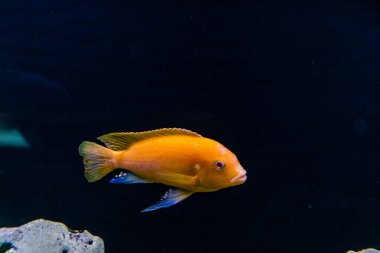 Odessa, Ukrayna, 19 Temmuz 2024 Modern Odessa Akvaryumu, dünyanın birçok okyanusundan çok çeşitli deniz türleri ve su canlıları ile birlikte. Rusya 'yla olan savaşa rağmen insanlar onu ziyarete geliyor..