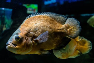 Odessa, Ukrayna, 19 Temmuz 2024 Modern Odessa Akvaryumu, dünyanın birçok okyanusundan çok çeşitli deniz türleri ve su canlıları ile birlikte. Rusya 'yla olan savaşa rağmen insanlar onu ziyarete geliyor..