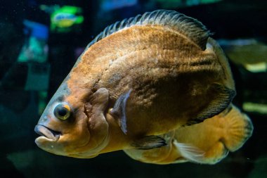 Odessa, Ukrayna, 19 Temmuz 2024 Modern Odessa Akvaryumu, dünyanın birçok okyanusundan çok çeşitli deniz türleri ve su canlıları ile birlikte. Rusya 'yla olan savaşa rağmen insanlar onu ziyarete geliyor..