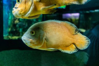 Odessa, Ukrayna, 19 Temmuz 2024 Modern Odessa Akvaryumu, dünyanın birçok okyanusundan çok çeşitli deniz türleri ve su canlıları ile birlikte. Rusya 'yla olan savaşa rağmen insanlar onu ziyarete geliyor..