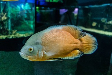 Odessa, Ukrayna, 19 Temmuz 2024 Modern Odessa Akvaryumu, dünyanın birçok okyanusundan çok çeşitli deniz türleri ve su canlıları ile birlikte. Rusya 'yla olan savaşa rağmen insanlar onu ziyarete geliyor..