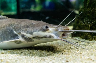 Odessa, Ukrayna, 19 Temmuz 2024 Modern Odessa Akvaryumu, dünyanın birçok okyanusundan çok çeşitli deniz türleri ve su canlıları ile birlikte. Rusya 'yla olan savaşa rağmen insanlar onu ziyarete geliyor..