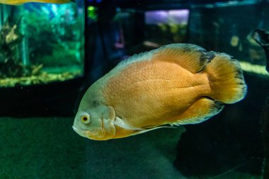 Odessa, Ukrayna, 19 Temmuz 2024 Modern Odessa Akvaryumu, dünyanın birçok okyanusundan çok çeşitli deniz türleri ve su canlıları ile birlikte. Rusya 'yla olan savaşa rağmen insanlar onu ziyarete geliyor..