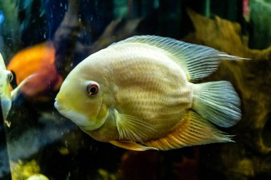 Odessa, Ukrayna, 19 Temmuz 2024 Modern Odessa Akvaryumu, dünyanın birçok okyanusundan çok çeşitli deniz türleri ve su canlıları ile birlikte. Rusya 'yla olan savaşa rağmen insanlar onu ziyarete geliyor..