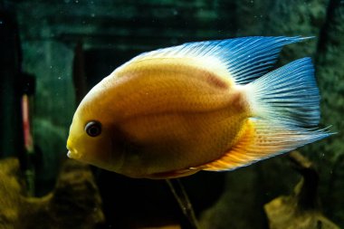 Odessa, Ukrayna, 19 Temmuz 2024 Modern Odessa Akvaryumu, dünyanın birçok okyanusundan çok çeşitli deniz türleri ve su canlıları ile birlikte. Rusya 'yla olan savaşa rağmen insanlar onu ziyarete geliyor..