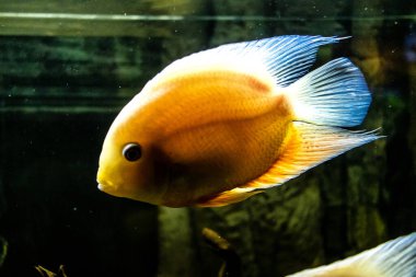 Odessa, Ukrayna, 19 Temmuz 2024 Modern Odessa Akvaryumu, dünyanın birçok okyanusundan çok çeşitli deniz türleri ve su canlıları ile birlikte. Rusya 'yla olan savaşa rağmen insanlar onu ziyarete geliyor..