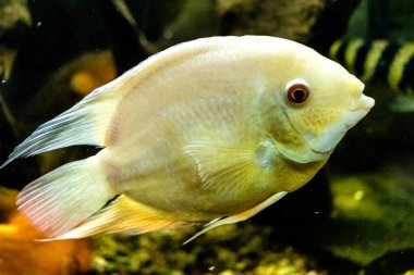 Odessa, Ukrayna, 19 Temmuz 2024 Modern Odessa Akvaryumu, dünyanın birçok okyanusundan çok çeşitli deniz türleri ve su canlıları ile birlikte. Rusya 'yla olan savaşa rağmen insanlar onu ziyarete geliyor..