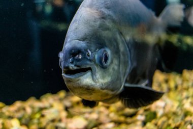 Odessa, Ukrayna, 19 Temmuz 2024 Modern Odessa Akvaryumu, dünyanın birçok okyanusundan çok çeşitli deniz türleri ve su canlıları ile birlikte. Rusya 'yla olan savaşa rağmen insanlar onu ziyarete geliyor..