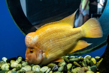 Odessa, Ukrayna, 19 Temmuz 2024 Modern Odessa Akvaryumu, dünyanın birçok okyanusundan çok çeşitli deniz türleri ve su canlıları ile birlikte. Rusya 'yla olan savaşa rağmen insanlar onu ziyarete geliyor..