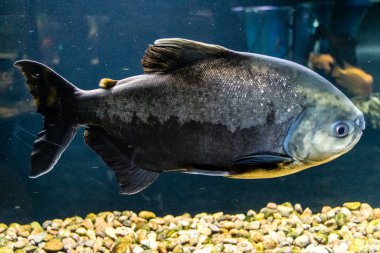 Odessa, Ukrayna, 19 Temmuz 2024 Modern Odessa Akvaryumu, dünyanın birçok okyanusundan çok çeşitli deniz türleri ve su canlıları ile birlikte. Rusya 'yla olan savaşa rağmen insanlar onu ziyarete geliyor..