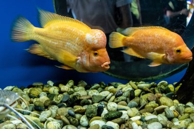 Odessa, Ukrayna, 19 Temmuz 2024 Modern Odessa Akvaryumu, dünyanın birçok okyanusundan çok çeşitli deniz türleri ve su canlıları ile birlikte. Rusya 'yla olan savaşa rağmen insanlar onu ziyarete geliyor..