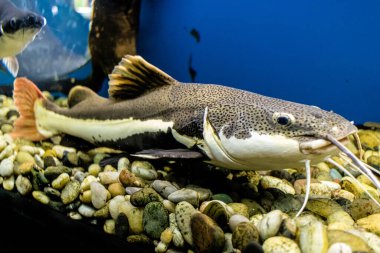 Odessa, Ukrayna, 19 Temmuz 2024 Modern Odessa Akvaryumu, dünyanın birçok okyanusundan çok çeşitli deniz türleri ve su canlıları ile birlikte. Rusya 'yla olan savaşa rağmen insanlar onu ziyarete geliyor..