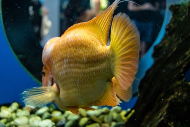 Odessa, Ukrayna, 19 Temmuz 2024 Modern Odessa Akvaryumu, dünyanın birçok okyanusundan çok çeşitli deniz türleri ve su canlıları ile birlikte. Rusya 'yla olan savaşa rağmen insanlar onu ziyarete geliyor..