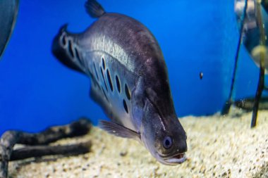 Odessa, Ukrayna, 19 Temmuz 2024 Modern Odessa Akvaryumu, dünyanın birçok okyanusundan çok çeşitli deniz türleri ve su canlıları ile birlikte. Rusya 'yla olan savaşa rağmen insanlar onu ziyarete geliyor..