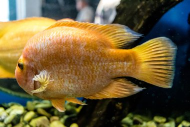 Odessa, Ukrayna, 19 Temmuz 2024 Modern Odessa Akvaryumu, dünyanın birçok okyanusundan çok çeşitli deniz türleri ve su canlıları ile birlikte. Rusya 'yla olan savaşa rağmen insanlar onu ziyarete geliyor..