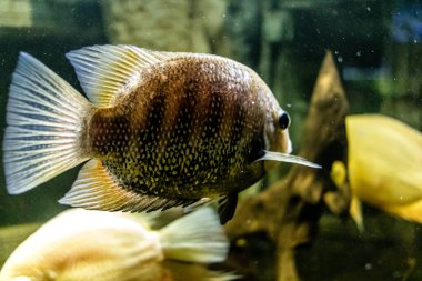 Odessa, Ukrayna, 19 Temmuz 2024 Modern Odessa Akvaryumu, dünyanın birçok okyanusundan çok çeşitli deniz türleri ve su canlıları ile birlikte. Rusya 'yla olan savaşa rağmen insanlar onu ziyarete geliyor..