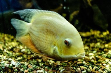 Odessa, Ukrayna, 19 Temmuz 2024 Modern Odessa Akvaryumu, dünyanın birçok okyanusundan çok çeşitli deniz türleri ve su canlıları ile birlikte. Rusya 'yla olan savaşa rağmen insanlar onu ziyarete geliyor..