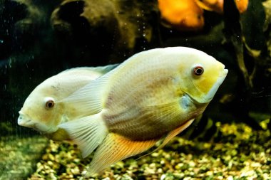 Odessa, Ukrayna, 19 Temmuz 2024 Modern Odessa Akvaryumu, dünyanın birçok okyanusundan çok çeşitli deniz türleri ve su canlıları ile birlikte. Rusya 'yla olan savaşa rağmen insanlar onu ziyarete geliyor..