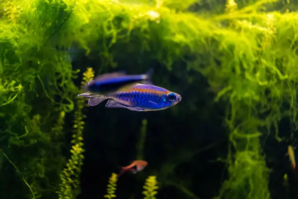 stock image Odessa, Ukraine, July 19, 2024 Modern Odessa Aquarium with a wide variety of marine species and aquatic life from many of the oceans of the  world. Despite the war with Russia people come to visit it.