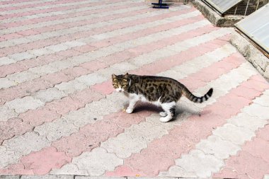 Odessa, Ukrayna, 18 Temmuz 2024 Kedi Odessa sokaklarında. Bölge sakinleri sokakta yaşayan kedileri beslemeye ve onlara bakmaya alışıktır..