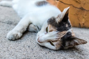 Odessa, Ukrayna, 17 Temmuz 2024 Kedi Odessa sokaklarında. Bölge sakinleri sokakta yaşayan kedileri beslemeye ve onlara bakmaya alışıktır..