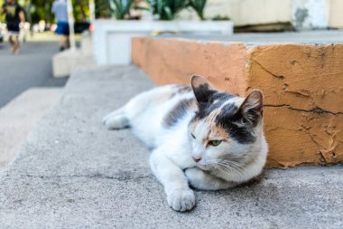 Odessa, Ukrayna, 17 Temmuz 2024 Kedi Odessa sokaklarında. Bölge sakinleri sokakta yaşayan kedileri beslemeye ve onlara bakmaya alışıktır..