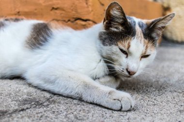 Odessa, Ukrayna, 17 Temmuz 2024 Kedi Odessa sokaklarında. Bölge sakinleri sokakta yaşayan kedileri beslemeye ve onlara bakmaya alışıktır..