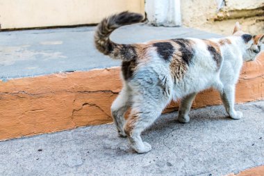 Odessa, Ukrayna, 17 Temmuz 2024 Kedi Odessa sokaklarında. Bölge sakinleri sokakta yaşayan kedileri beslemeye ve onlara bakmaya alışıktır..