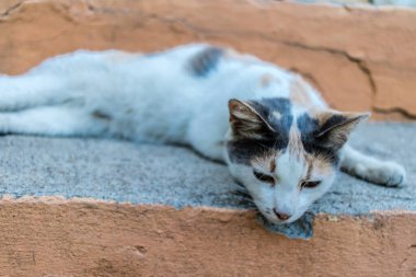 Odessa, Ukrayna, 17 Temmuz 2024 Kedi Odessa sokaklarında. Bölge sakinleri sokakta yaşayan kedileri beslemeye ve onlara bakmaya alışıktır..