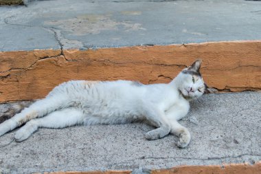 Odessa, Ukrayna, 17 Temmuz 2024 Kedi Odessa sokaklarında. Bölge sakinleri sokakta yaşayan kedileri beslemeye ve onlara bakmaya alışıktır..