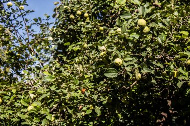 Kharkiv, Ukrayna, 18 Eylül 2024 Shevchenko Bahçesi, yüzyıllık meşe ağaçları, fıskiyeler, çiçek yatakları ve spor malzemeleriyle Harkiv 'in göbeğindeki zarif park. İnsanlar oraya yürümeyi sever..
