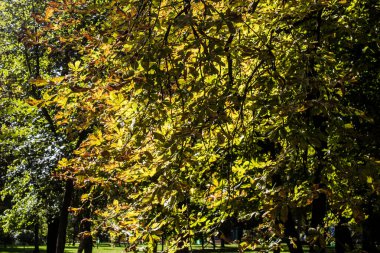 Kharkiv, Ukrayna, 18 Eylül 2024 Shevchenko Bahçesi, yüzyıllık meşe ağaçları, fıskiyeler, çiçek yatakları ve spor malzemeleriyle Harkiv 'in göbeğindeki zarif park. İnsanlar oraya yürümeyi sever..